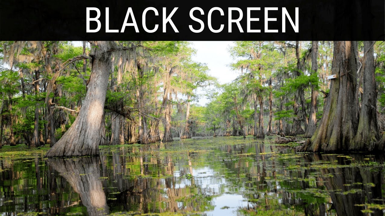 Read more about the article 🎧 Swamp Sounds Black Screen Ambience | 10 Hours Relaxing And Soothing Dark/Black Screen Ambience