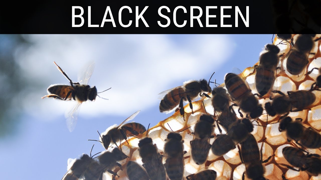 Read more about the article 🎧 Buzzing Bees In The Countryside Black Screen Ambience | 10 Hours Dark Screen