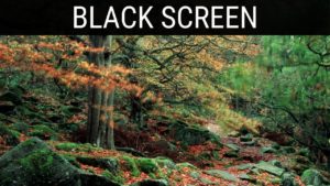 Read more about the article 🎧 Woodland Birdsong/Bird Sounds For Sleeping Black Screen Ambience | 10 Hours Dark Screen