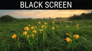 Read more about the article 🎧 Summer Morning Sounds Black Screen Ambience | 10 Hours Relaxing And Soothing Dark Screen Ambience