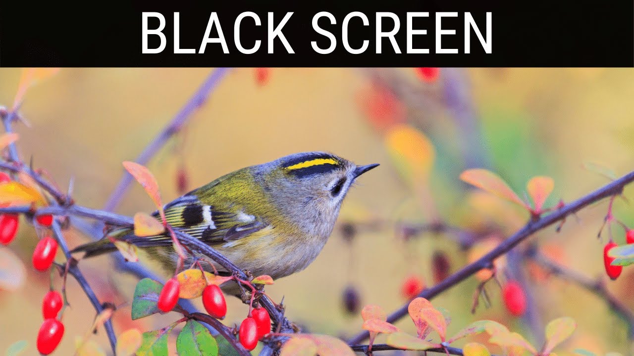 Read more about the article 🎧 Forest Bird Sounds Black Screen Ambience | 10 Hours Relaxing And Soothing Dark/Black Screen