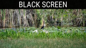 Read more about the article 🎧 Frog, Toad and Bird Sounds Black Screen Ambience | 10 Hours Relaxing And Soothing Black Screen