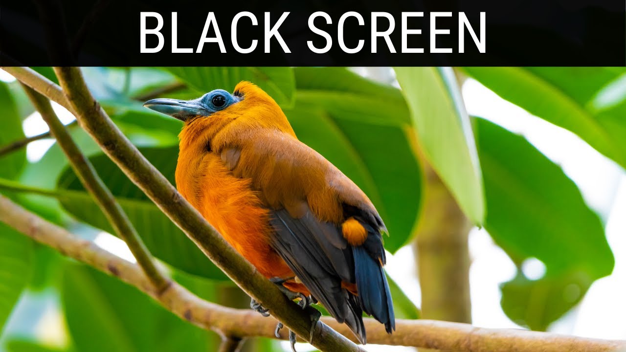 Read more about the article 🎧 Rainforest Bird Sounds Black Screen Ambience | 10 Hours Relaxing And Soothing Dark/Black Screen