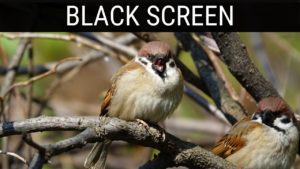 Read more about the article 🎧 Village Bird Sounds Black Screen Ambience | 10 Hours Relaxing And Soothing Dark/Black Screen