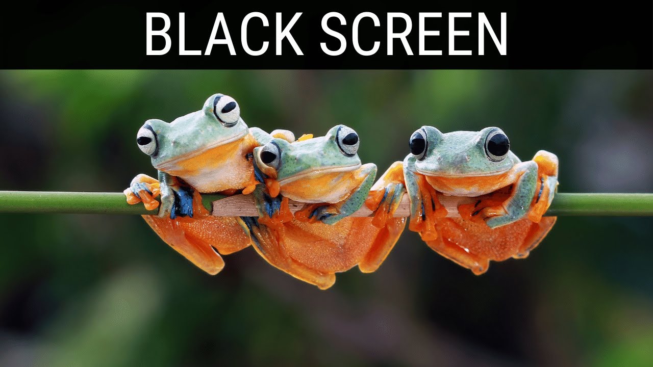 Read more about the article 🎧 Frog Sounds For Sleeping Black Screen Ambience | 10 Hours Relaxing And Soothing Black Screen