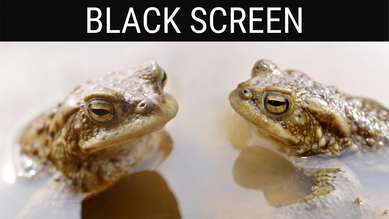 Read more about the article 🎧 Frog and Toad Sounds Black Screen Ambience | 10 Hours Relaxing And Soothing Dark/Black Screen